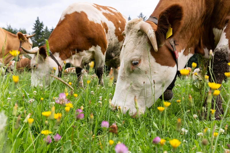 Rind auf artenreicher Weide