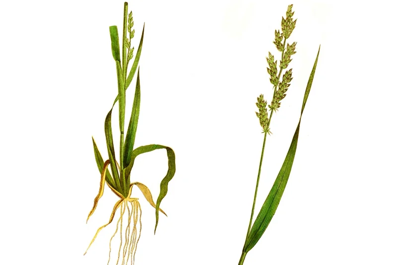 Gemeine Hühnerhirse (Echinochloa crus-galli, Panicum crus-galli)