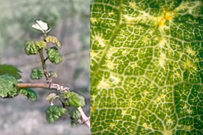 Kräuselmilbe (Calepitrimerus vitis)