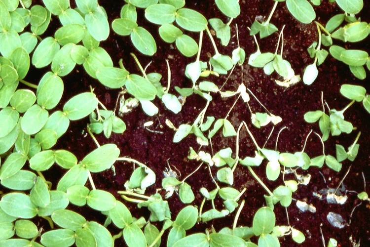 Pythium an Gurkenkeimlingen