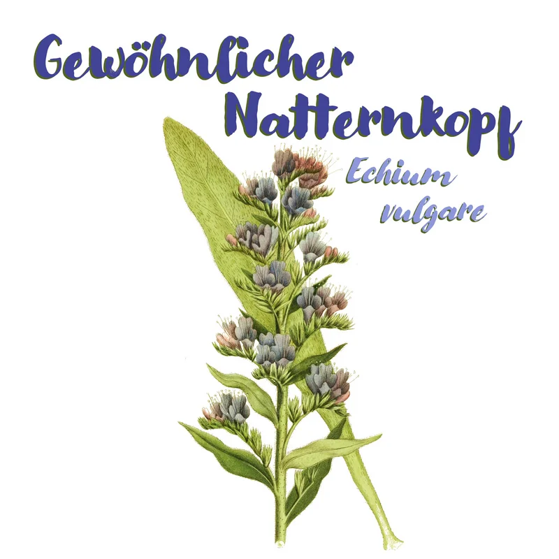 Grafik zum Gewöhnlichen Natternkopf. Klick führt zu Großansicht im neuen Fenster.