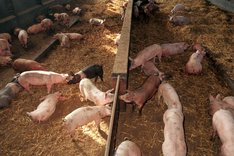 Schweine im Stroh im Stall