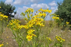 Pflanze des Monats Juli: Jakobs-Kreuzkraut (Senecio jacobaea)