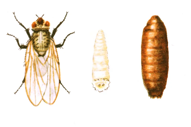 Zwiebelfliege (Delia antiqua)