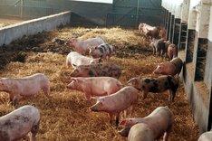 Schweine auf Stroh in einem Stall. Klick führt zu Großansicht.