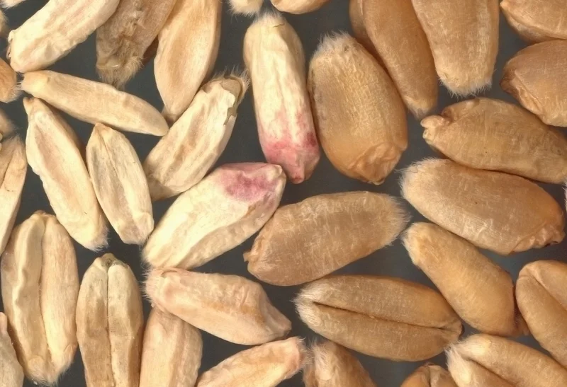 Weizenkörner. Klick führt zu Großansicht im neuen Fenster.