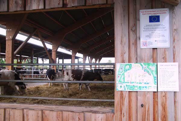 Blick in den Kuhstall, Klick führt zu Großansicht im neuen Fenster
