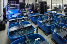 Lupinenmehl als Futtermittel für Aquakulturen