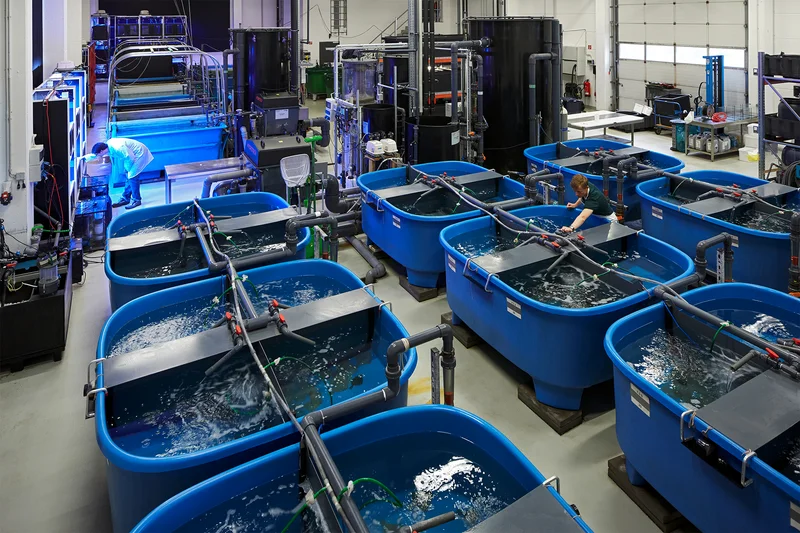 Lupinenmehl als Futtermittel für Aquakulturen
