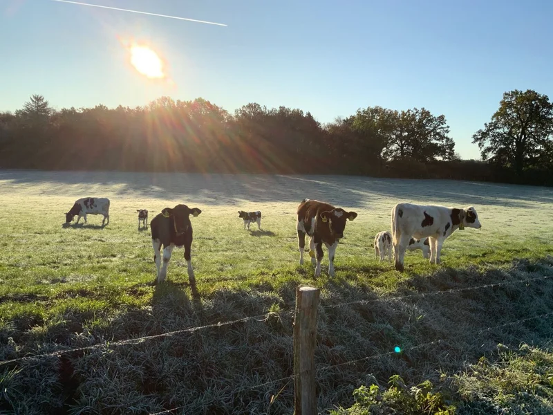 Rinder auf der Weide