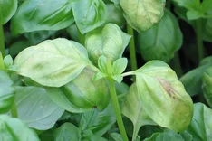 Falscher Mehltau (Peronospora lamii)