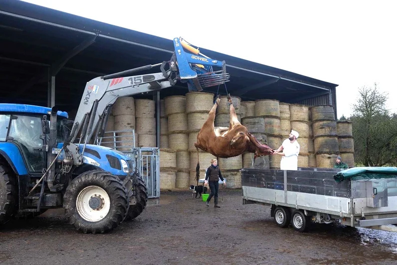 Totes Rind wird auf den Anhänger verladen