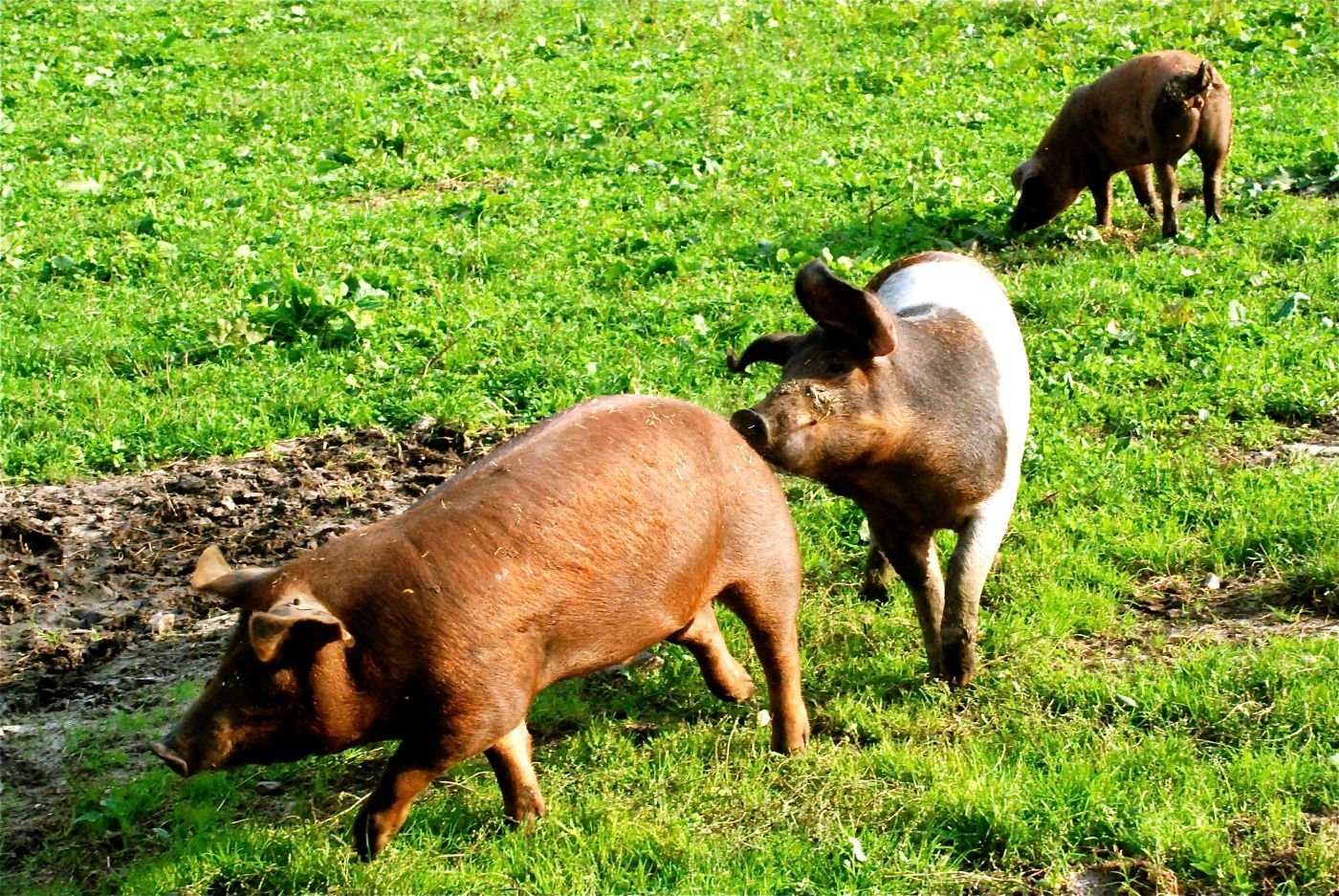 Schweine auf der Wiese