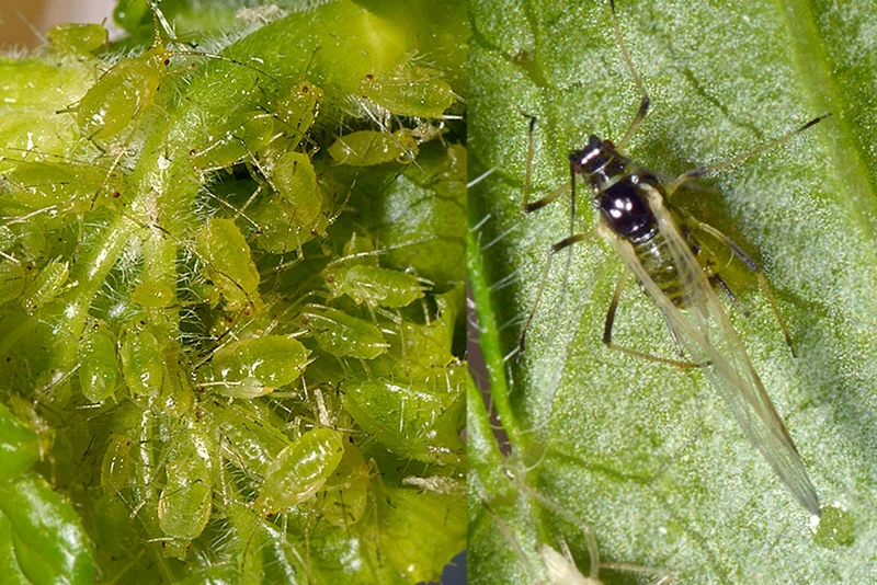 Große Johannisbeer-Blattlaus (Nasonovia ribisnigri)