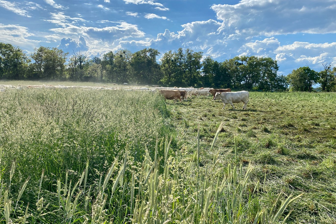 Im Hintergrund ist eine Rinderherde beim Mob Grazing zu sehen. Links im Bild ist das Gras noch ungefressen und hoch, rechts abgefressen und niedergetrampelt. Klick führt zu Großansicht in einer Lightbox. Zum Schließen der Lightbox ESC drücken.