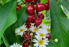 Biolandhof Keicher