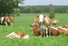 Biohof Wachinger
