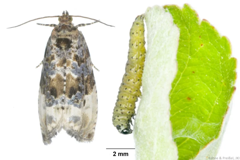 Knospenwickler, Grauer und Roter (Spilonota ocellana und Hedya nubifera)