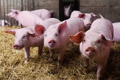 Tierwohl und Tiergesundheit in der Bio-Schweinehaltung