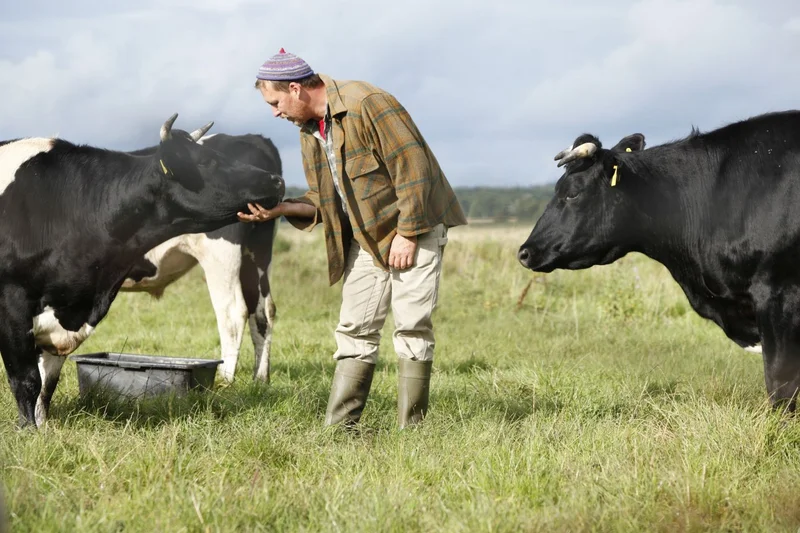 Landwirt mit Rindern