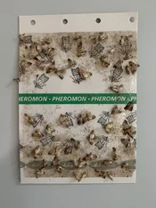 Motten kleben auf Leimfalle. Klick führt zu Großansicht in neuem Fenster.