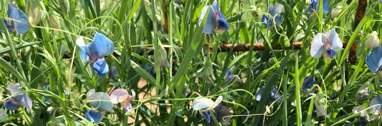 Hellblau-weiße Blüten einer Saat-Platterbsen-Herkunft