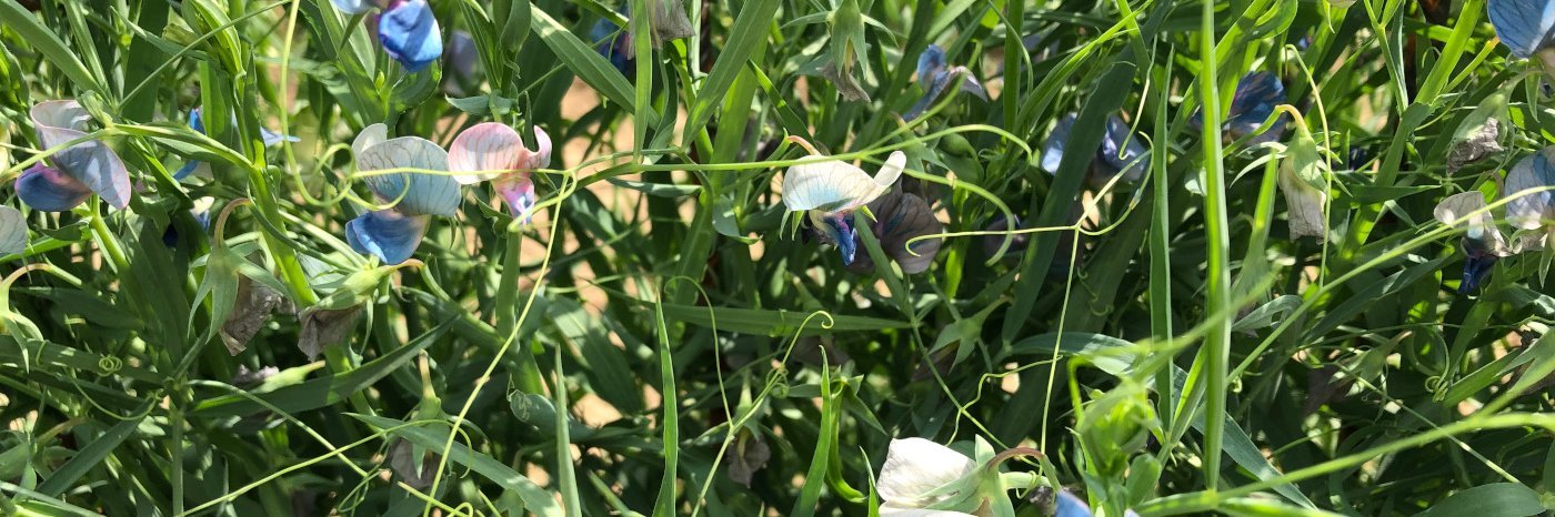 Hellblau-weiße Blüten einer Saat-Platterbsen-Herkunft