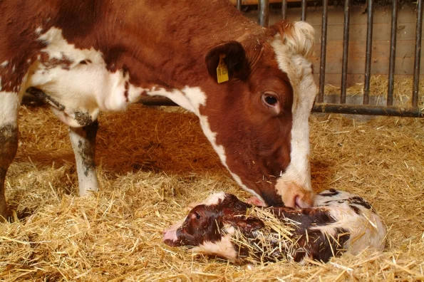 Kuh mit frischgeborenem Kalb, Klick führt zu Großansicht im neuen Fenster