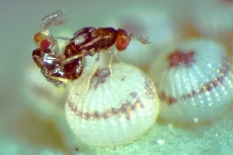 Zwergwespe (Trichogramma evanescens)