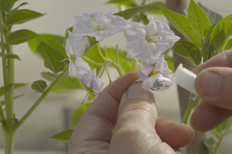 Kartoffelblüte wird händisch bestäubt.