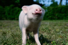 Schweinchen