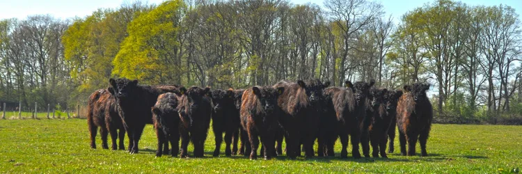 Galloway-Rinder auf der Weide