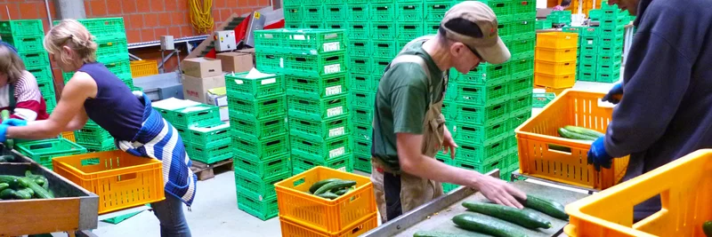 Sortierungsanlage für Gurken