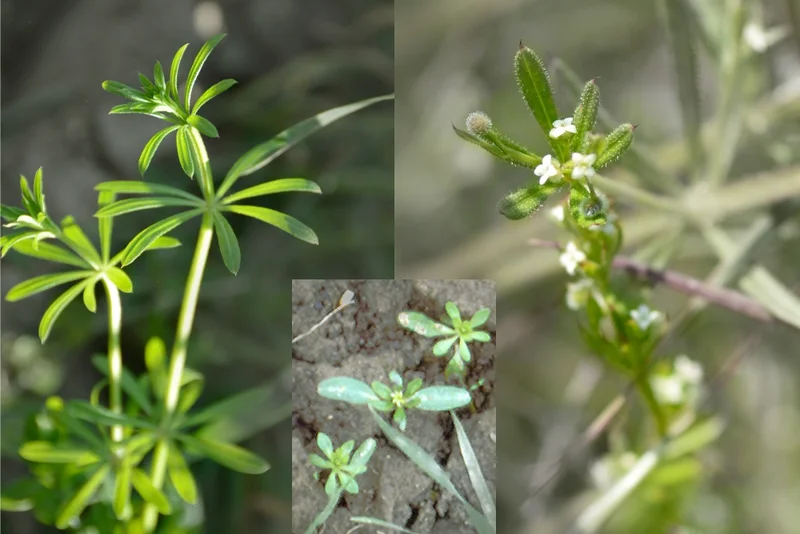 Kletten-Labkraut, Klebkraut (Galium aparine)