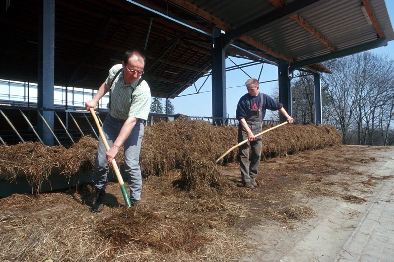 Zwei Männer beim Richten des Tierfutters in einem Stall. Klick führt zu Großansicht.
