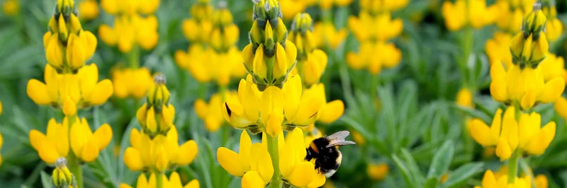 Lupinen