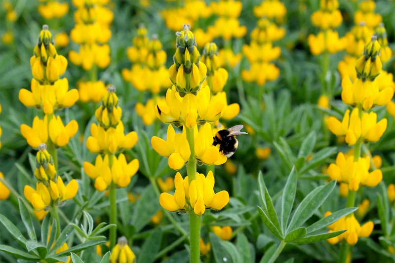 Gelbe Lupine. Klick führt zu Großansicht in neuem Fenster.