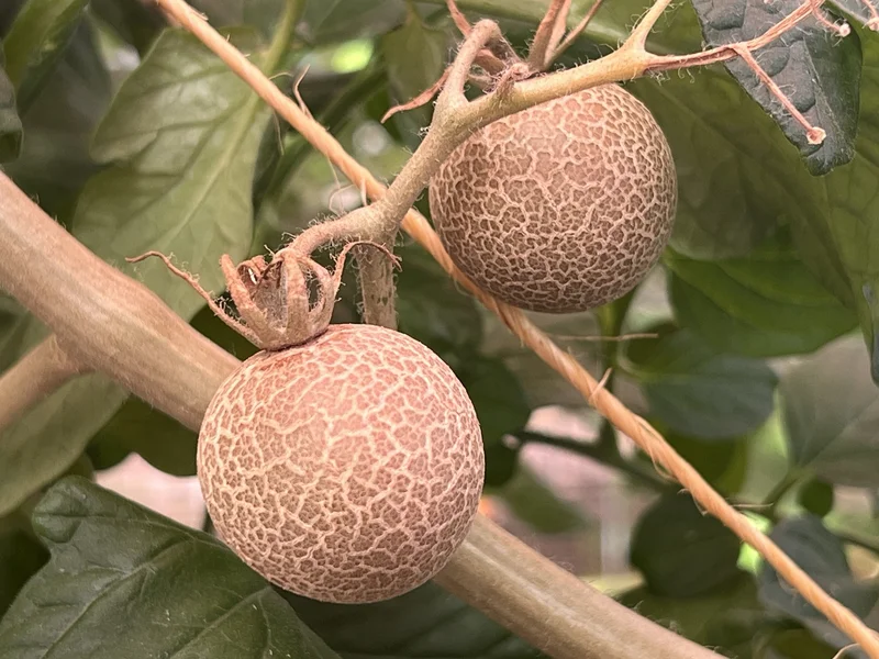 Tomatenrostmilben im Bestand vermeiden und bekämpfen