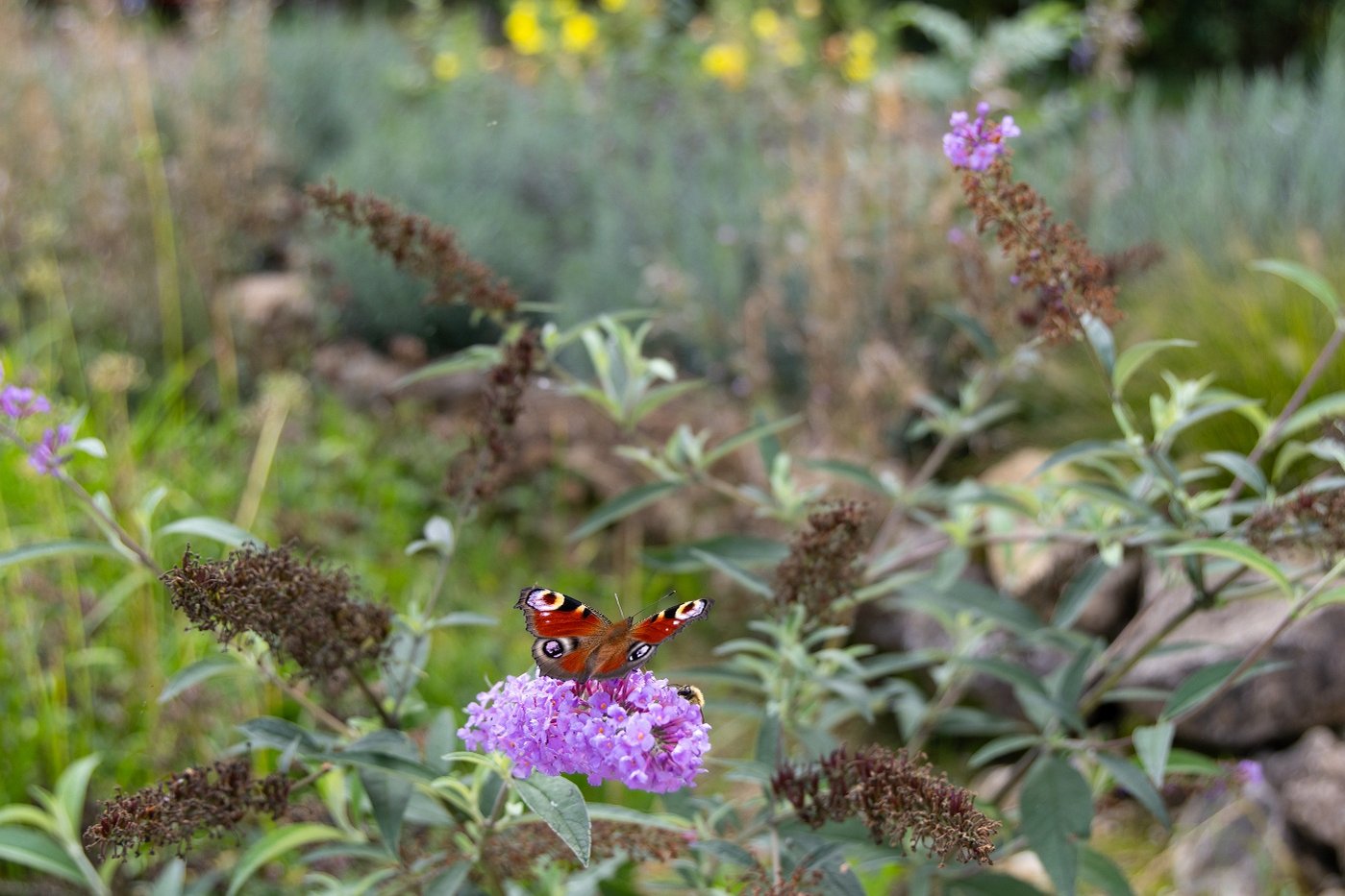 Schmetterling auf einer Blume in einem Garten. Klick führt zu Großansicht.
