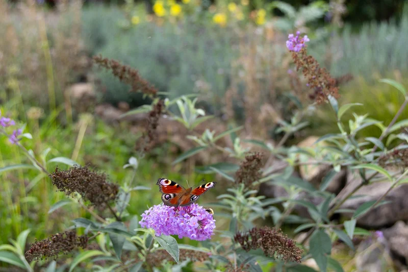 Schmetterling auf einer Blume in einem Garten. Klick führt zu Großansicht.