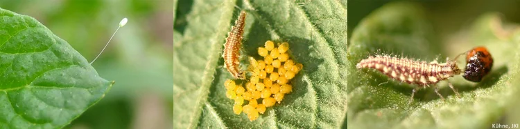 Florfliege und Kamelhalsfliege. Klick führt zu Großansicht.