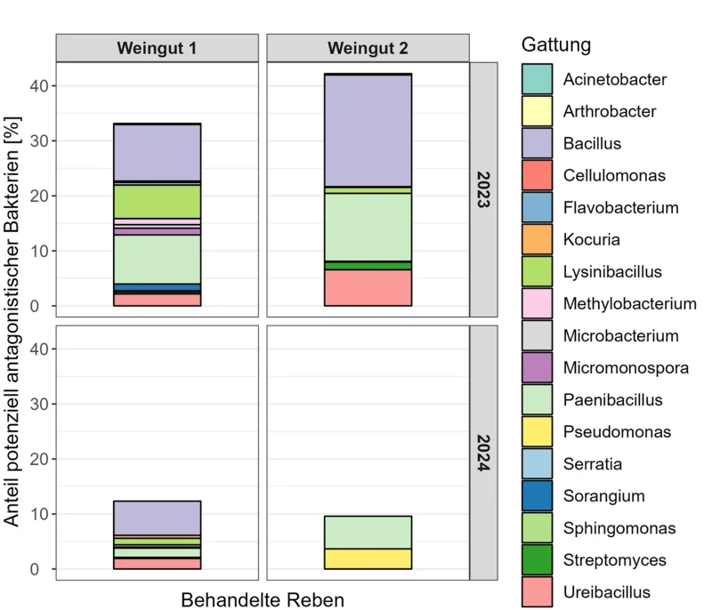 Grafik zu Potenziell antagonistische Bakterien aus Komposttee an Reben. Klick führt zu Großansicht im neuen Fenster.