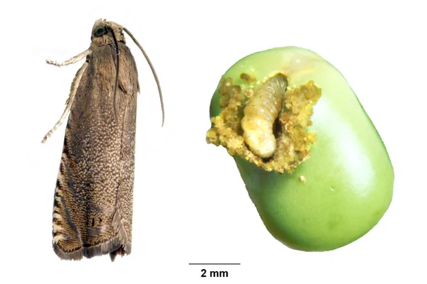 Erbsenwickler und Larve an Erbse. Klick führt zu Großansicht.