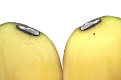 Rhizoctonia Symptom an Kartoffelknolle. Klick führt zu Großansicht.