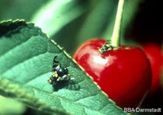 Kirschfruchtfliege