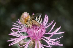 Flockenblumen-Langhornbiene (Eucera dentata, GERMAR, 1839)