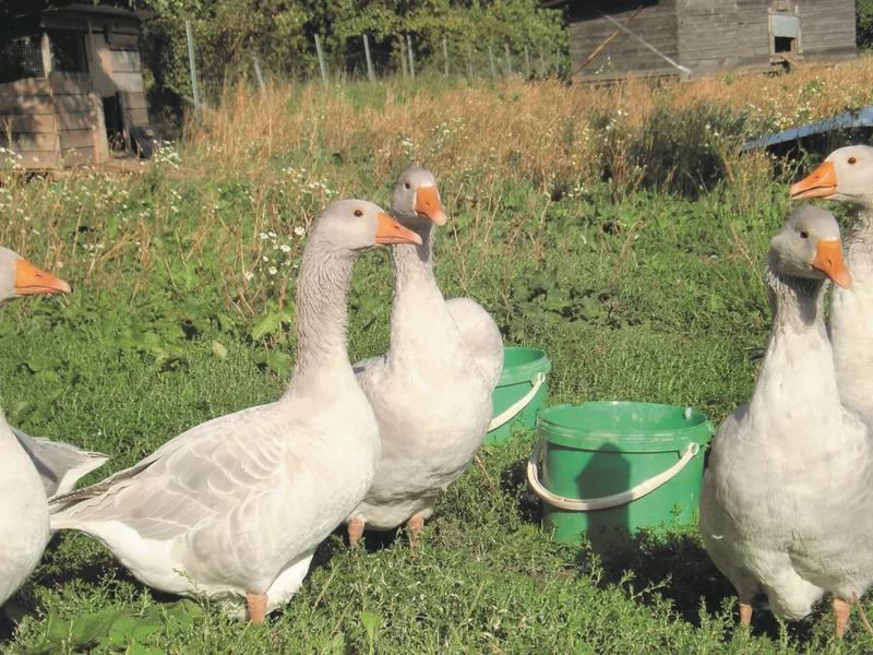 Gänse