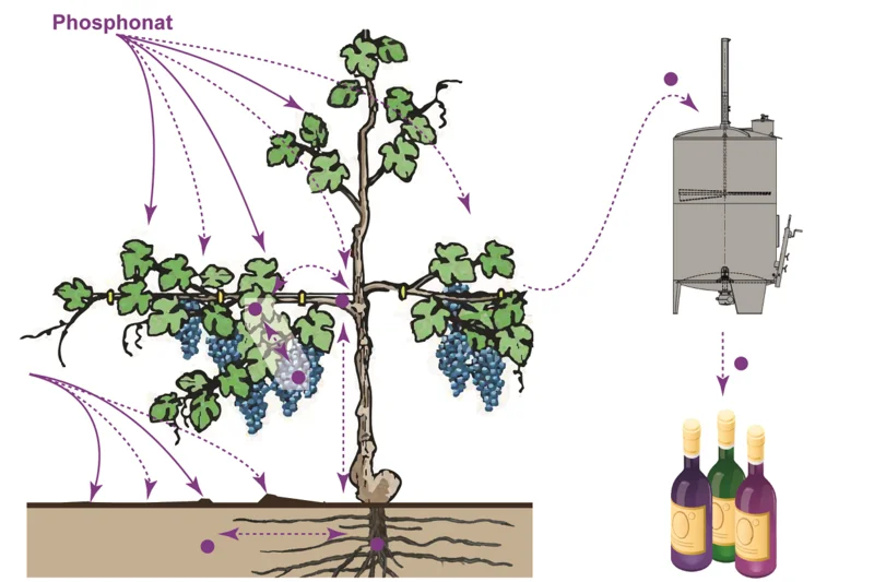 Mögliche Eintragswege von Phosphonat in Bio-Wein.