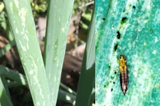 Zwiebelthrips, Tabakthrips (Thrips tabaci)