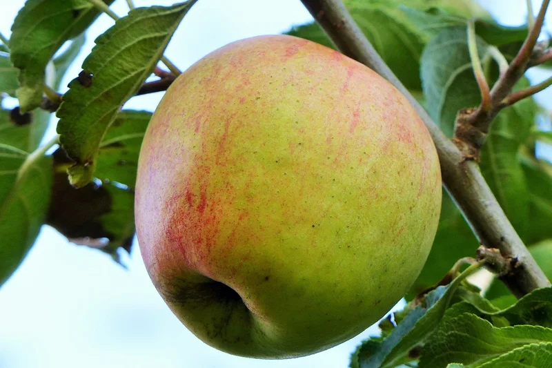Finkenwerder Apfel. Klick führt zu Großansicht im neuen Fenster.